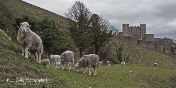 Dover Castle - Sheep