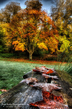 Bushy Ruff - Frosty Autumn