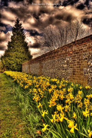 Kearsney Abbey - Entrance - Daffodils