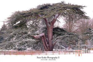 Kearsney Abbey - Cedar Tree - Snow
