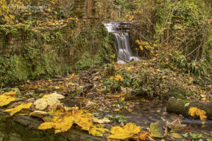 Kearsney Abbey - An Autumn Waterfall #2
