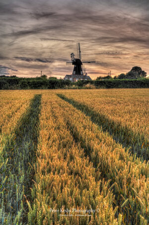 Wheat Field - Ripple Mill - Ringwould