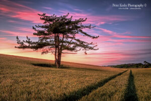 Tree - Field - Sunset - Kingsdown