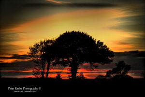 Ripple - Sunset - Tree