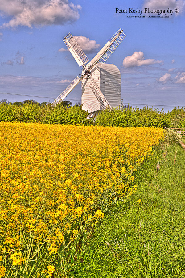Chillenden Windmill - Rapeseed