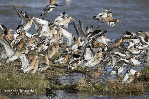 Godwits Taking Off