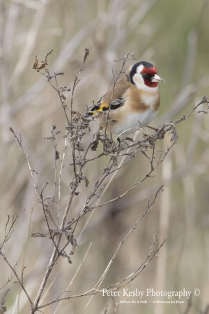 Goldfinch #1