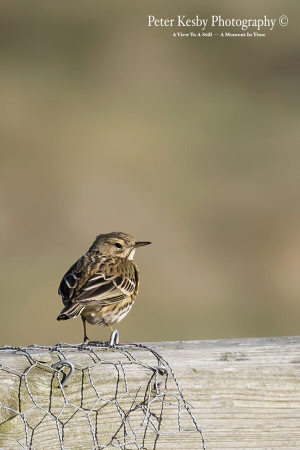 Meadow Pipit #1