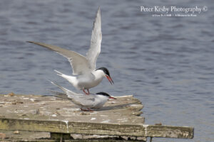 Common Terns #1