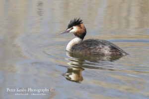 Great Crested Grebe #1