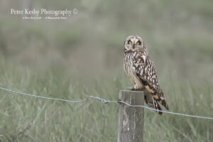 Short Eared Owl On A Post #1