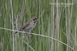 Reed Bunting #1