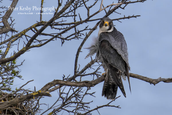 Peregrine In A Tree #1