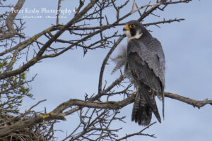 Peregrine In A Tree #2