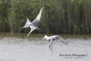 Common Terns #3