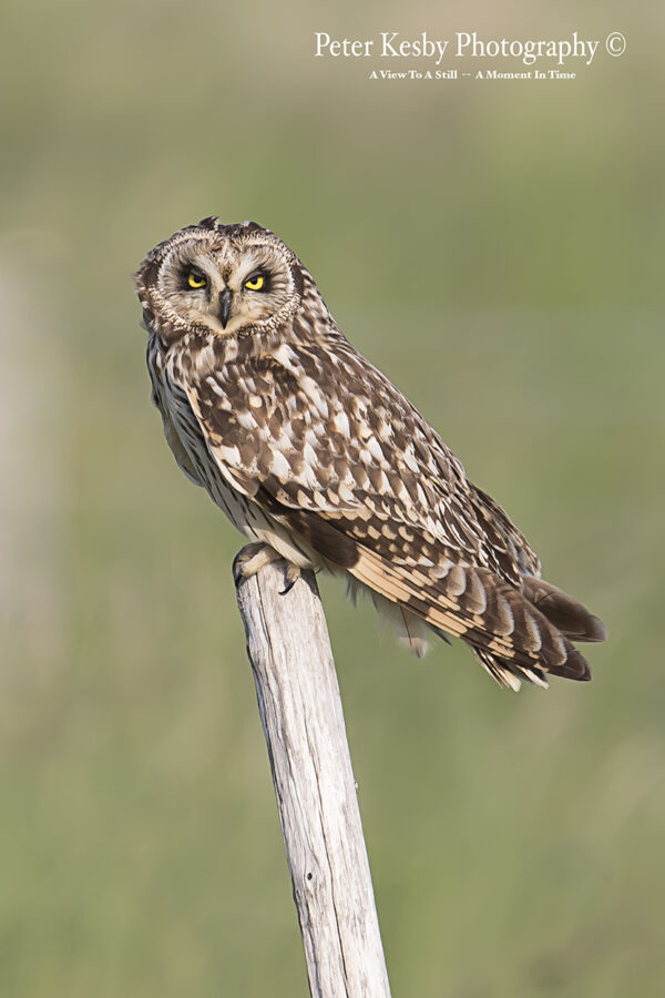 Short Eared Owl On A Post #2