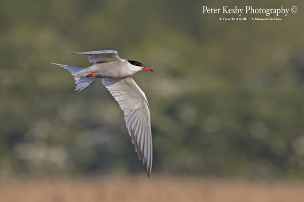 Common Tern #1