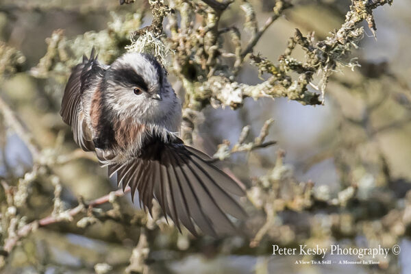 Long Tailed Tit #1