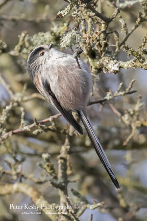 Long Tailed Tit #3