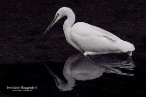 Little Egret - Reflection