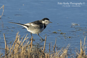 Pied Wagtail #1