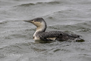 Red-Throated Diver #1