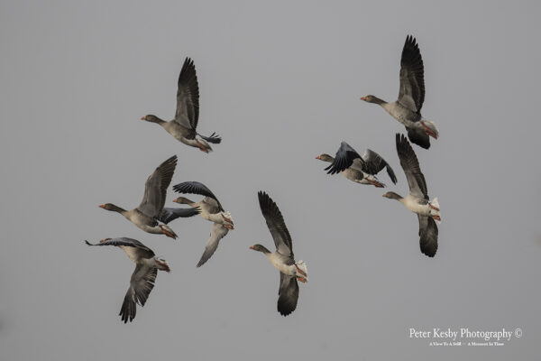 Greylag Geese In Flight #2