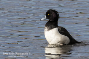 Tufted Duck #1