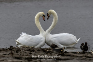 Swans - Love