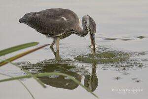 Grey Heron With Catch - Reflection