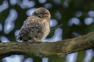 Little Owl #2