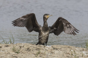 Cormorant #2