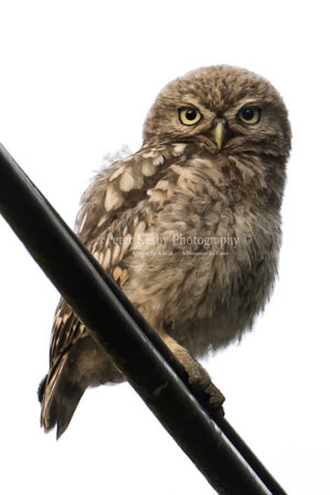 Little Owl On Telegraph Wire