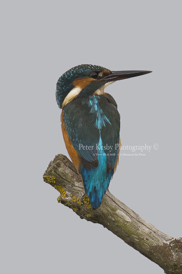 Kingfisher #31
