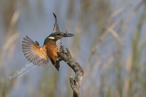 Kingfisher #36