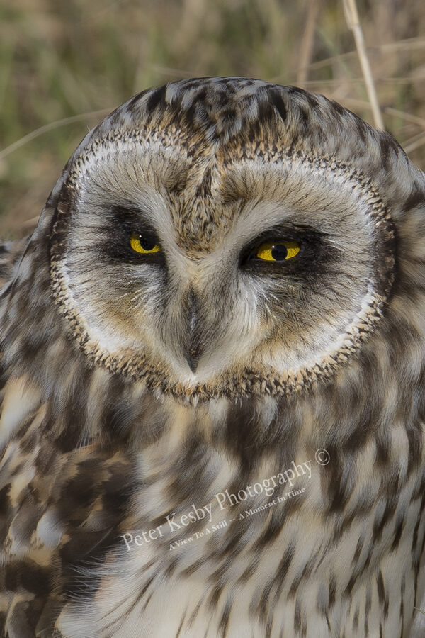 Short Eared Owl #5