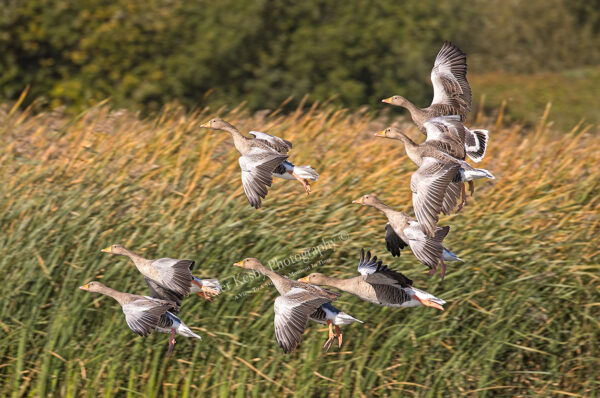 Greylag Geese In Flight