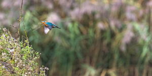 Kingfisher #48