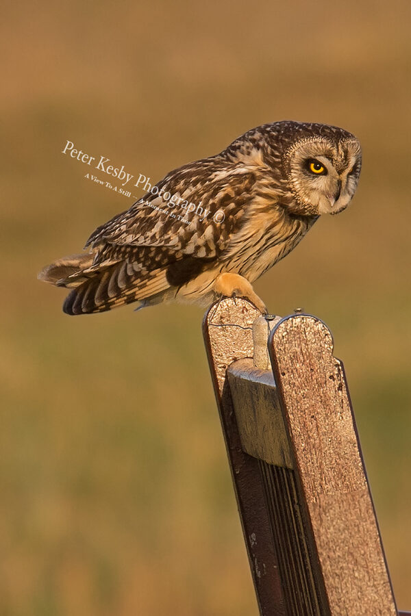 Short Eared Owl #9