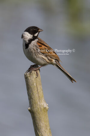 Reed Bunting #4