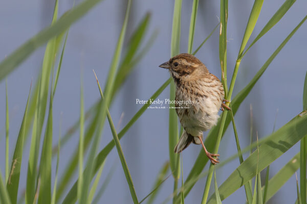 Reed Bunting #3