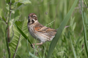 Reed Bunting #2
