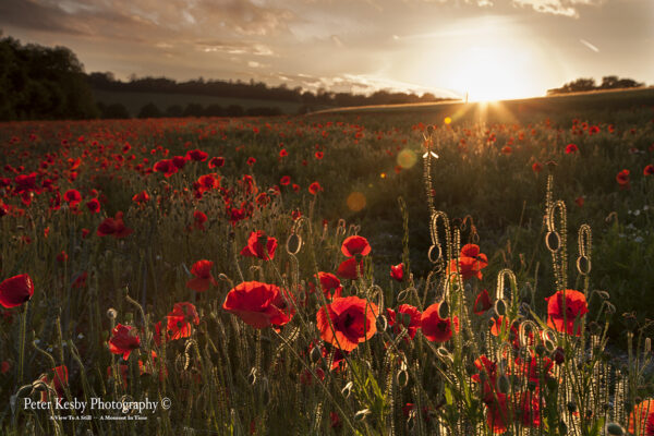 Poppies - Sunburst - Barham
