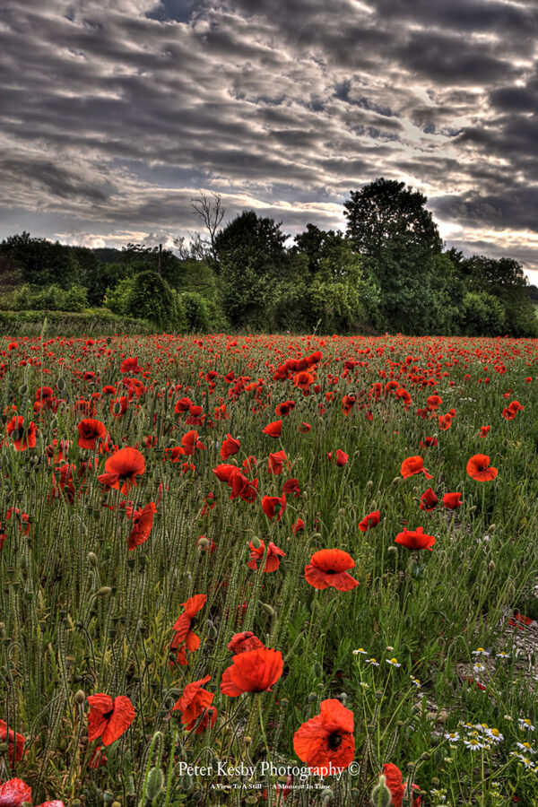 Field Of Poppies - Barham