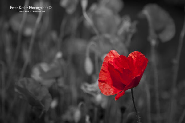 Poppies - Colour Popped