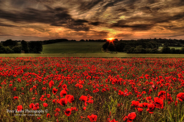 Poppy Field - Tilmanstone - Sunset