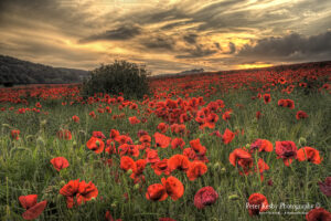 Poppies - Etchinghill - Sunset - #1