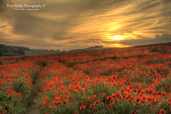 Poppies - Etchinghill - Sunset - #2