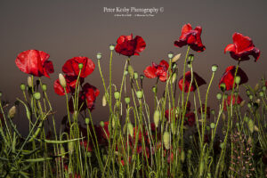 Poppies - A Worm's Eye View