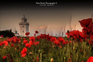South Foreland Lighthouse - Poppies